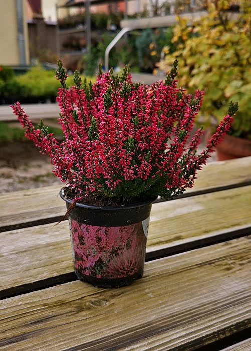 S/Calluna vulgaris Irma v květníku o průměru 10,5cm