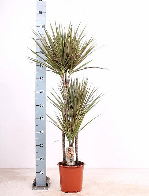 S/Dracena marginata 120cm/1