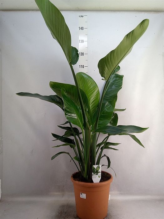 S/Strelitzia nicolai 130cm/1