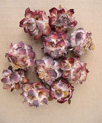 Pubescens loose cones /80ks/