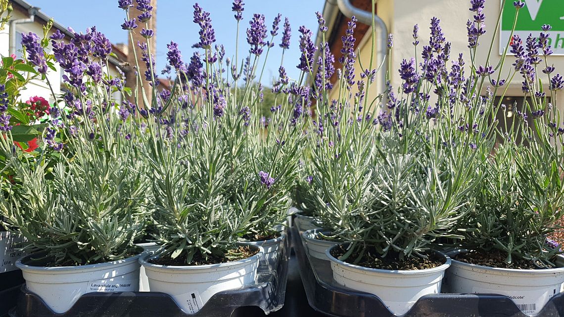 S/Lavandula ang. Hidcote v květníku o průměru 12cm