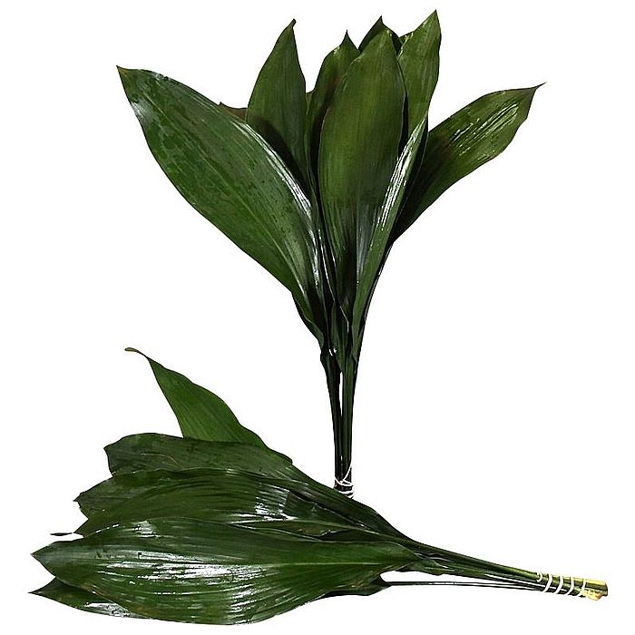 Rk/Aspidistra 70cm Extra GT /10ks/ X2