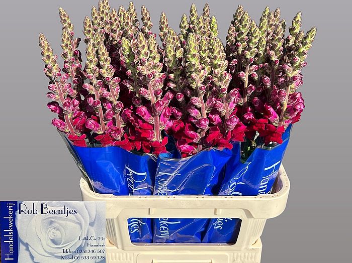 Rk/Antirrhinum Antibes Red Extra 70cm