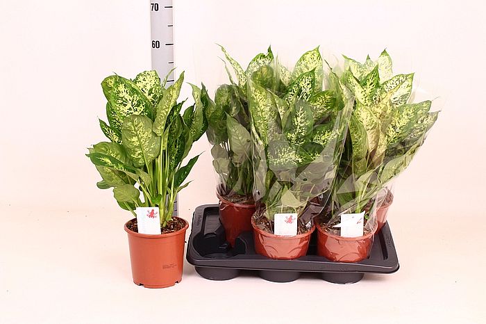 S/Dieffenbachia Compacta 45cm/10