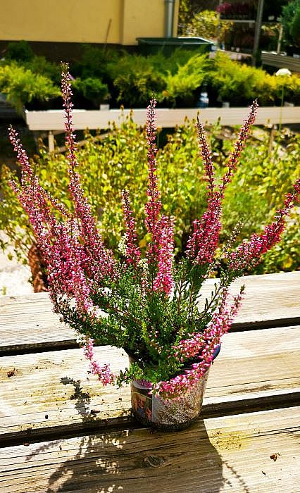 S/Calluna vulgaris Aphrodite v květníku o průměru 10,5cm