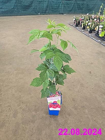 S/Rubus idaeus Polka aneb maliník remontantní vzpřímený červenoplodý o výšece 40-60cm v květníku o objemu 1,6 l