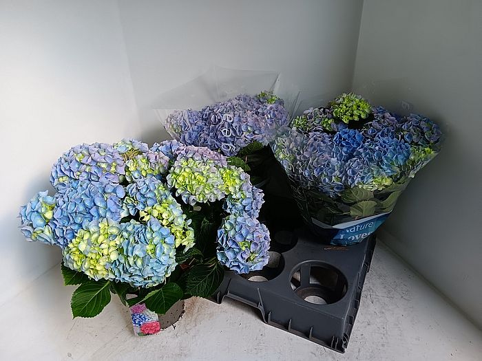 S/Hydrangea M 45cm/3