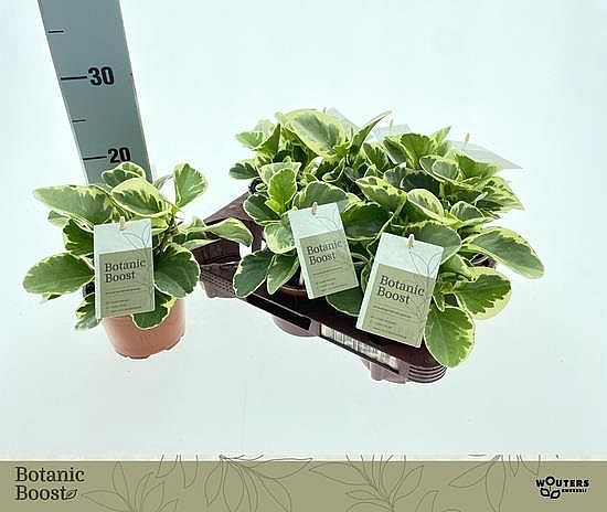 S/Peperomia Obt Variegata 12-15cm/6-12