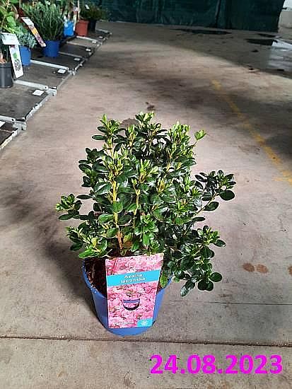 S/Azalea Babuschka 20-30 C2L