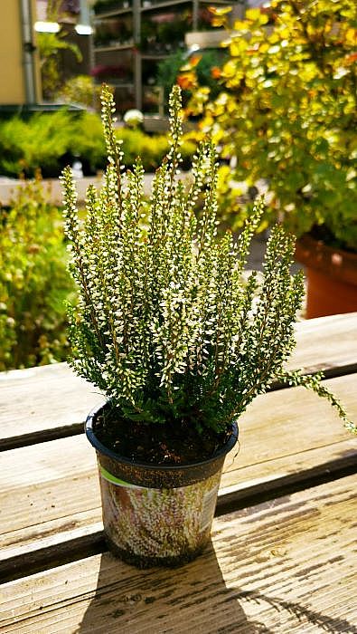 S/Calluna vulgaris Rita v květníku o průměru 10,5cm bílá