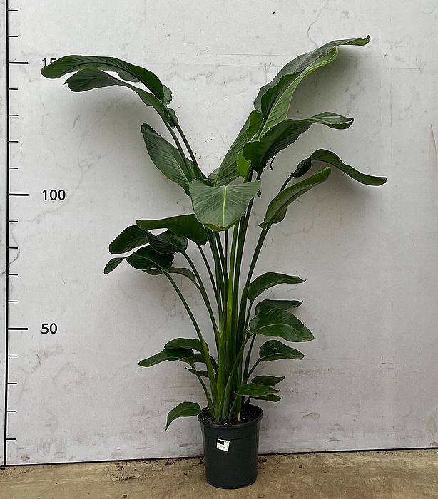 S/Strelitzia nicolai 110cm/1