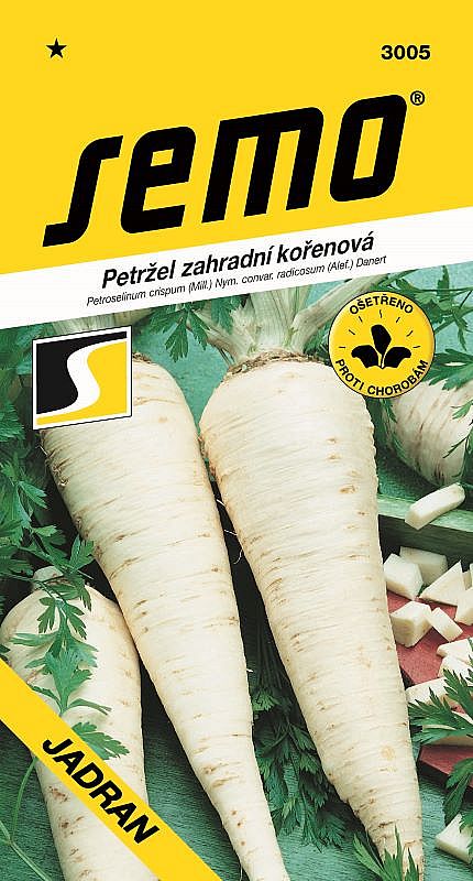 Petržel kořenová JADRAN středně raná