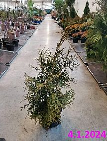 S/Thuja occidentalis Brabant 40-60cm C2,5L