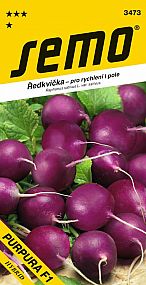 Ředkvička PURPURA F1 rychlení i pole, fialová, kulatá, velmi vyrovnané bulvičky