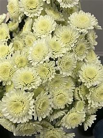 Rk/Chrysantema T Chic Creme 70cm žlutá