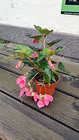 S/Begonia boliviensis převislá K12