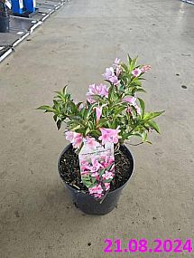 S/Weigela florida Pink Poppet aneb vajgélie květnatá o výšce 20-30cm v květníku o objemu 2,5 l