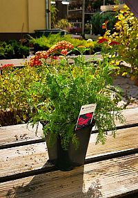 S/Achillea millefolium Cerise Queen aneb řebříček obecný v květníku o objemu 1,5 l