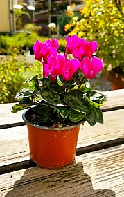 S/Cyclamen aneb brambořík střední v květníku o průměru 10cm