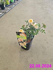 S/Rosa Orange aneb růže polyantka o výšce 20-30cm v květníku o objemu 1,4 l