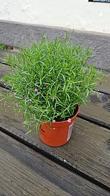 S/Gypsophila Muralis K11