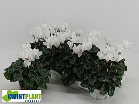 S/Cyclamen Super Allure 20-28cm/5-10 brambořík