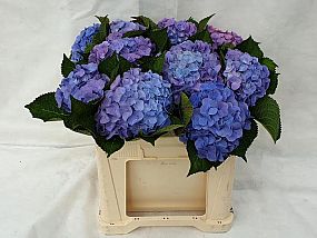 Rk/Hydrangea Bodensee 55cm/10