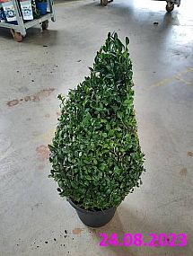 S/Buxus sempervirens koule 40-60cm C3L