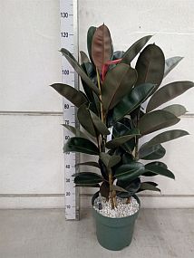 S/Ficus elastica Abidjan 110cm/1