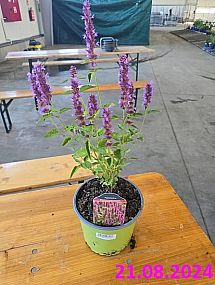 S/Agastache Beelicious Purple v květníku o objemu 2 l