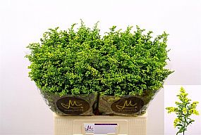 Rk Solidago Carzan Glory Extra 70cm, řezaná květina