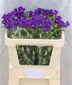 Rk/Campanula Champion Blue 70cm