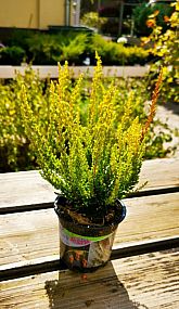 S/Calluna vulgaris Zeta v květníku o průměru 10,5cm