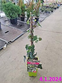 S/Hedera helix Thorndale 40-60cm RP1,6L