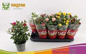 S/Rosa Lotz 6 barev 27cm/8-12