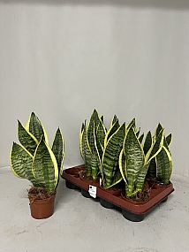 S/Sansevieria Futura Superb 35cm/10