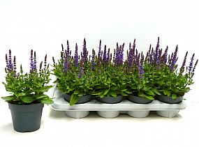 S/Salvia ne se dp blue 25cm/8