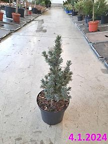 S/Picea Glauca Sander´s Blue 20-30cm C2L