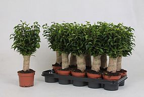 S/Livistona rotundifolia 70cm/2
