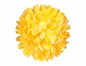 Chryzantema květ 13 cm žlutá