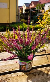 S/Calluna vulgaris Amethyst v květníku o průměru 10,5cm