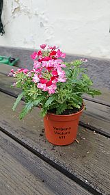 S/Verbena Vectura K11