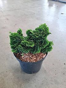 S/Chamaecyparis obtusa Nana Gracilis 15-20cm C2L