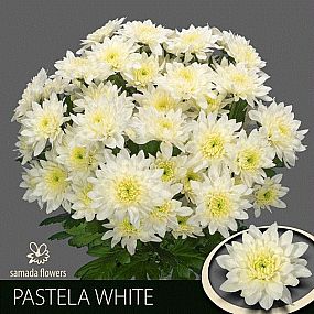 Rk/Chrysantema T Chic 70cm bílá