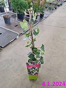 S/Hedera helix Profesor Seneta 40-60cm RP1,6L