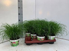 S/Cyperus Zumula 30cm