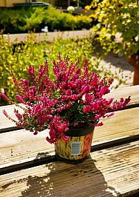 S/Calluna vulgaris Eckart Meissner v květníku o průměru 10,5cm