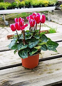 S/Cyclamen aneb brambořík střední v květníku o průměru 10cm