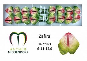 Rk/Anthurium Zafira 45cm/12 zeleno-růžová