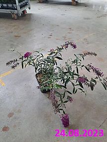 S/Buddleia davidii Nanho Purple 30-40cm 1,4 l tmavě červená